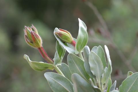 image Jara blanca (Halimium atriplicifolium)