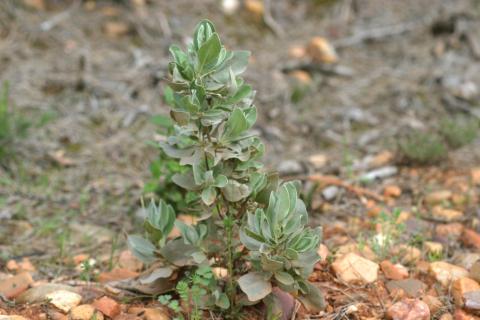 image Jara blanca (Halimium atriplicifolium)