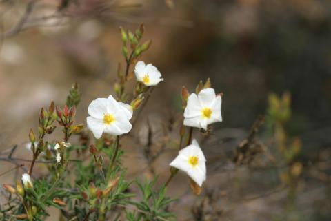 image Jarilla (Halimium umbellatum)