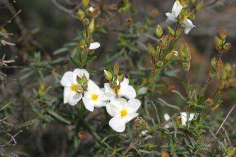 image Jarilla (Halimium umbellatum)