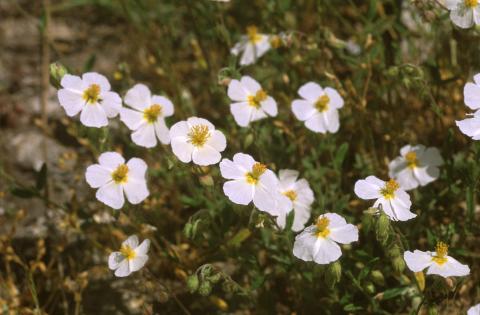 image Halimium viscosum