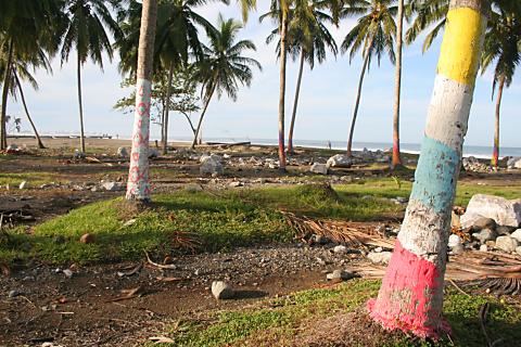 image Zócalos de casas y palmeras pintadas de Melaboh, Sumatra, Indonesia