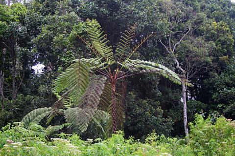 image Helecho gigante en Lago Toba, Sumatra, Indonesia
