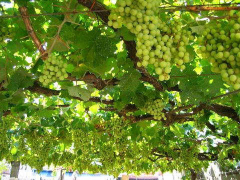 image Emparrado de uva albariño, en las Rias Baixas