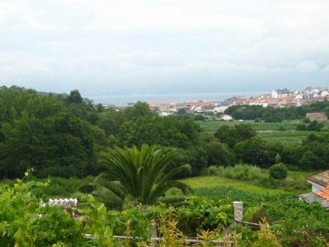 image Viñedos frente a la ría de Pontevedra