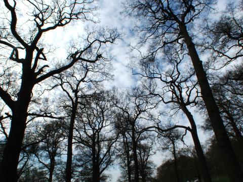 image Ramas de árboles en Richmond Park, Londres, Reino Unido