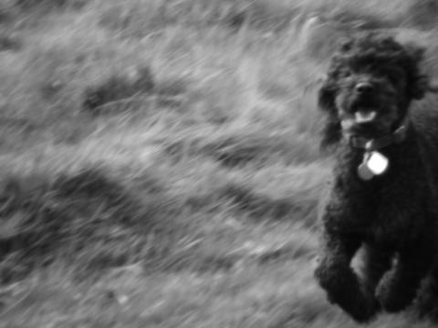image Perro corriendo