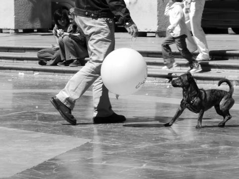 image Perro asustado