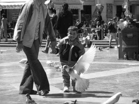 image Alimentando a las palomas