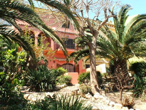 image Vegetación en un urbanización de Port SaPlaya, Alboraya, Valencia, Comunidad Valenciana