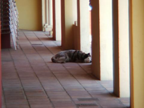 image Perro descansando