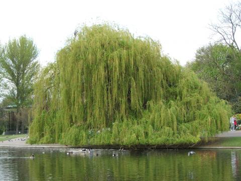 image Lago en Regent's Park, Londres, Reino Unido