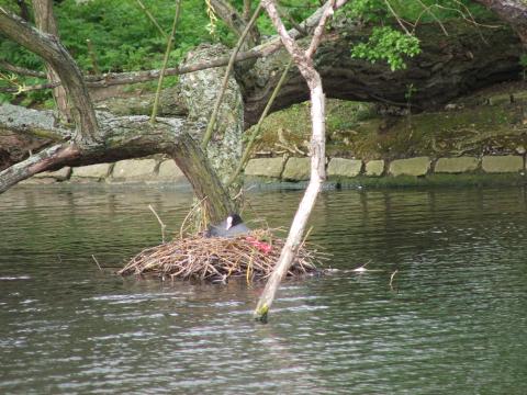 image Nido en el lago de Regent's Park, Londres, Reino Unido