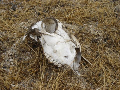 image Cabeza de oveja