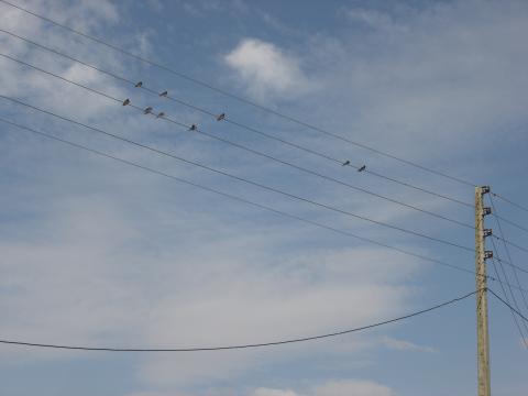 image Pájaros posados en cables