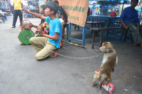 image Circo callejero, Jakarta, Java, Indonesia