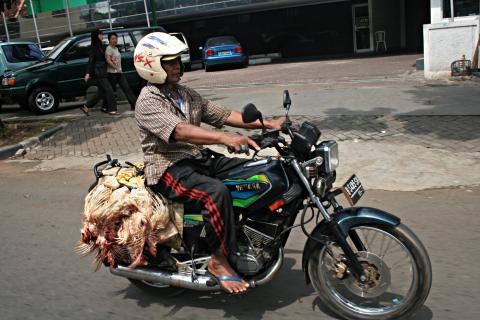 image Llevando pollos al mercado, Jakarta, Java, Indonesia