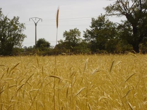 image Campo de trigo en la comarca de Sayago, Zamora
