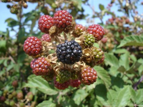 image Moras del arbusto de la zarza