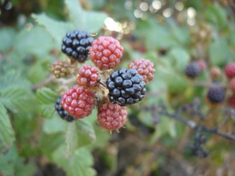 image Moras del arbusto de la zarza