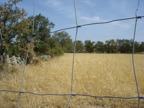image Campo de trigo de la comarca de Sayago, Zamora