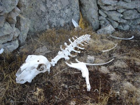 image Esqueleto de ovino