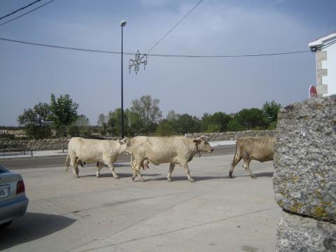 image Vacas por una calle de Bermillo de Sayago, Zamora