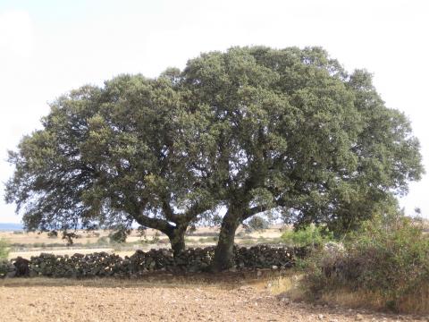 image Encina en la comarca de Sayago, Zamora