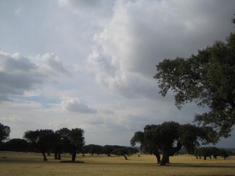 image Encinas en la comarca de Sayago, Zamora