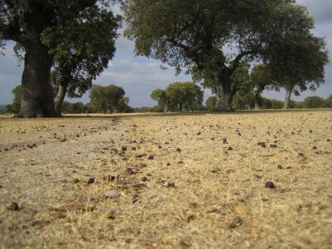 image Encinas en la comarca de Sayago, Zamora