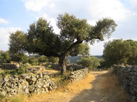 image Encinas en la comarca de Sayago, Zamora