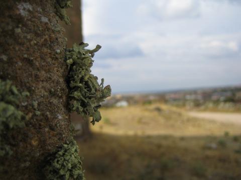 image Musgo de la pared del cementerio de Fresno de Sayago, Zamora
