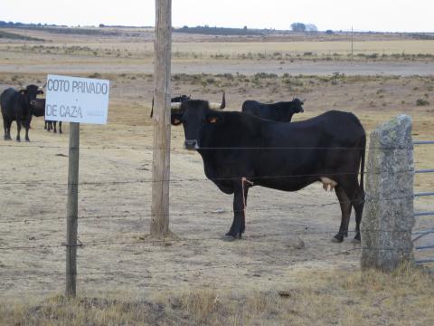 image Vacas de raza sayaguesa, Zamora