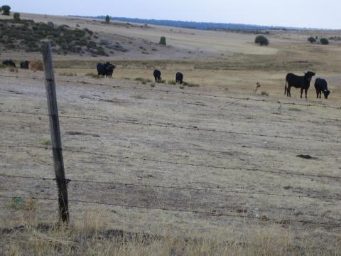 image Vacas de raza sayaguesa, Zamora