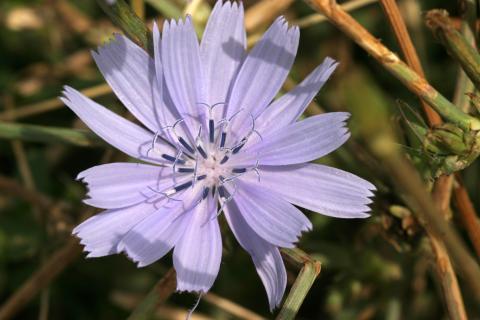 image Achicoria (Cichorium intybus)