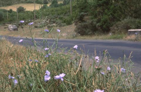 image Achicoria (Cichorium intybus)