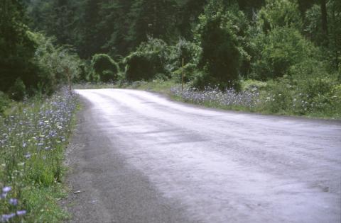 image Achicoria (Cichorium intybus)