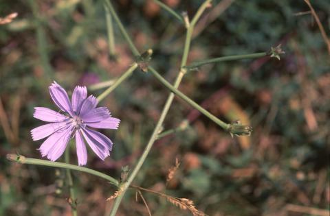 image Achicoria (Cichorium intybus)
