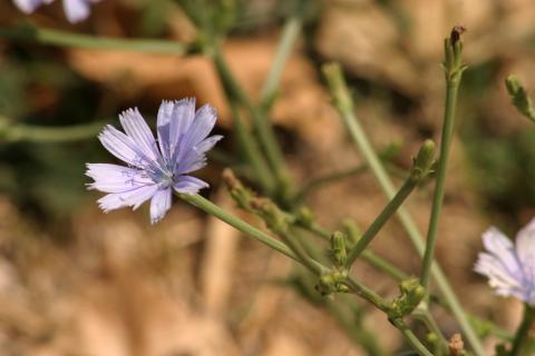 image Achicoria (Cichorium intybus)