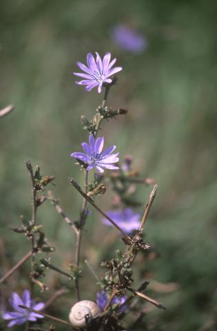 image Achicoria (Cichorium intybus)