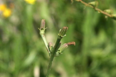 image Achicoria (Cichorium intybus)