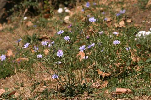 image Achicoria (Cichorium intybus)