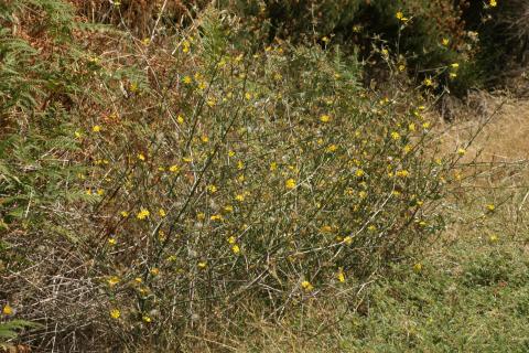 image Achicoria dulce (Chondrilla juncea)
