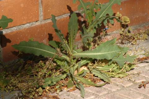 image Achicoria dulce (Chondrilla juncea)