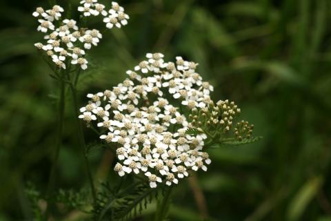 image Milenrama (Achillea millenfolium)