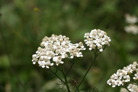 image Milenrama (Achillea millenfolium)