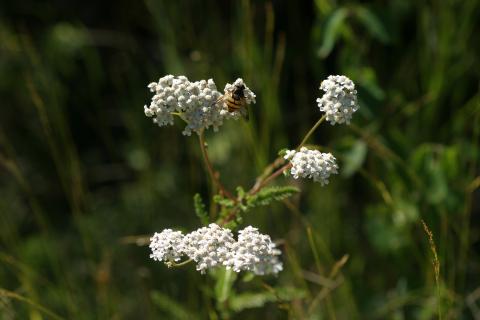 image Milenrama (Achillea millenfolium)
