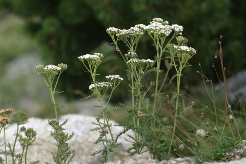 image Milenrama (Achillea millenfolium)