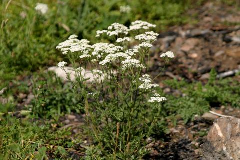 image Milenrama (Achillea millenfolium)