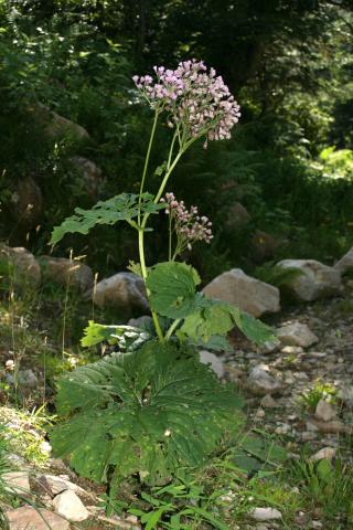 image Adenostyles alpina